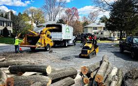 Best Root Management and Removal  in Costa Mesa, CA