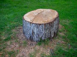 Best Tree Removal  in Costa Mesa, CA