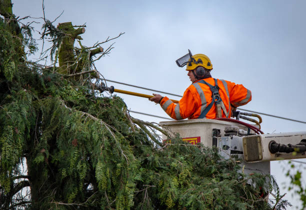 Best Tree Mulching  in Costa Mesa, CA