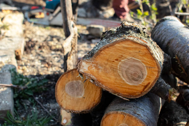 Best Aeration Services  in Costa Mesa, CA