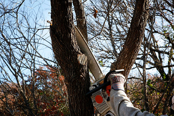 Trusted Costa Mesa, CA Tree Care Experts