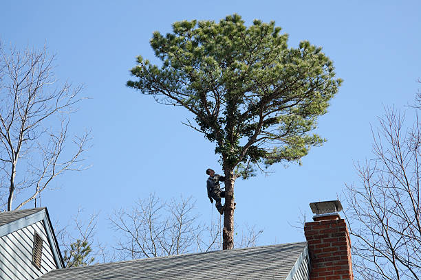 Best Storm Damage Tree Cleanup  in Costa Mesa, CA
