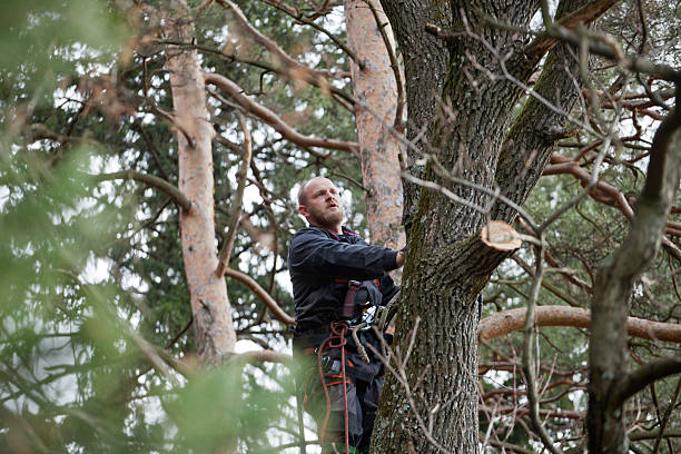 How Our Tree Care Process Works  in  Costa Mesa, CA