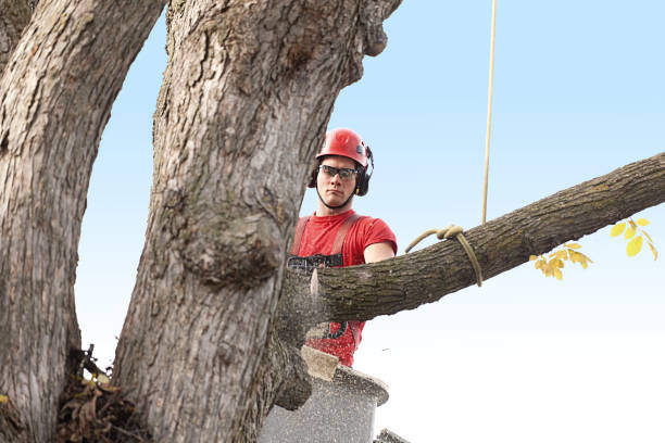 Best Pest Control for Lawns  in Costa Mesa, CA